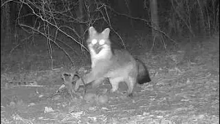 Gray Fox Caught Overnight!