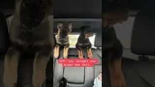 Three puppies. Same time. No regrets.