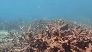 Reef survey clip - Sir Charles Hardy Reef Sept 2016