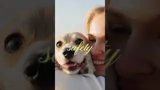 Train Your Dog Right