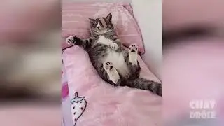 Video de Chat mignon et dr&ocirc;le 2021 ( essayez de ne pas rire 😂😂😂😂)
