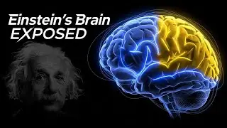 Einstein&rsquo;s Brain Explained | Why He Was a Genius