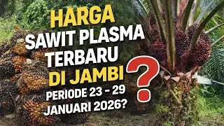 Harga sawit plasma terbaru di Jambi periode 23 - 29 Januari 2026 ?