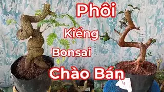 Ch&agrave;o b&aacute;n.  ph&ocirc;i. Linh sam. me. ổi,, sam n&uacute;i. gi&aacute; Rẻ. Bao s&iacute;p To&agrave;n Quốc. gặp anh Quang