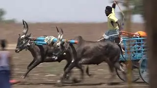 Black Hallikar bulls running bullock cart race devagiri