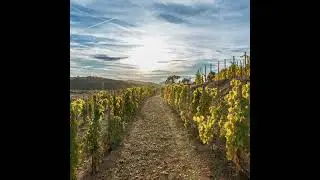 The Renaissance of Jewish Winemaking Traditions by the Cohen Family in Spain