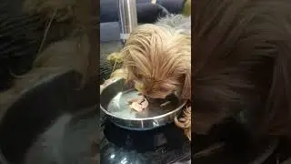 Short video❤ 🐶#labrador #petsrule #funny #comedy #lab #memes #viralvideo #pets #cute #shortsfeed