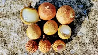 Pingpong Longan (Dimocarpus longan) Thai Longan Borneo Longan (D.l. ssp. malesianus var malesianus)