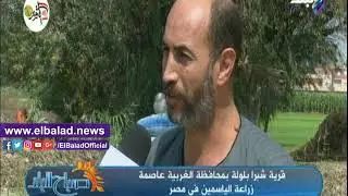 صدي البلد | إبراهيم العدل: قرية شبرا بلولة تنتج 5 طن يوميا من الياسمين