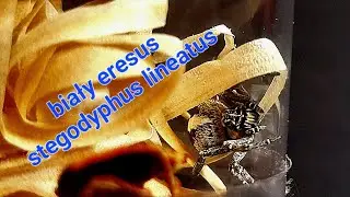 biały eresus czyli stegodyphus lineatus