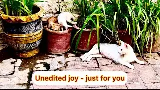 10 MINUTES OF PURE CAT CHAOS! 🐱💥 (Uncut Morning Fun)