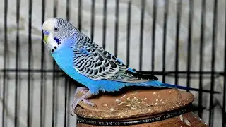 Live budgies | budgie livestream | birds livestream  | budgies | #budgies #birdslive