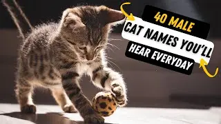40 Most Common Cat Names You&rsquo;ll Hear Everyday - MOST POPULAR MALE CAT NAMES