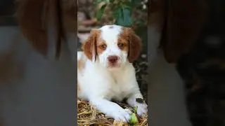 5 Fast Facts About the Brittany! 🐕🔥 #Dog #Dogs #Dogfacts #Brittany #Brittanys
