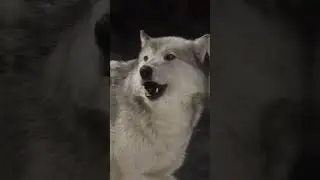 Staying up with the wolves🐺 | Beast Bond