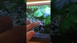 La mousse de Java pousse-t-elle vraiment partout et vite ? R&eacute;ponse !