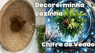 Chifre de veado na minha cozinha! 