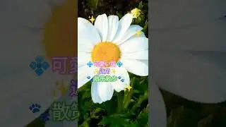 ももバァバ🌟ままごと❤️#林部智史#可愛い#花#植物#散策#散歩#散策散歩#ショート #ショート動画