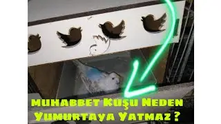 Muhabbet Kuşu Neden Yumurtaya Yatmaz, Yatması İçin Neler Yapmak Gerek @MuhabbetKuslarDunyas