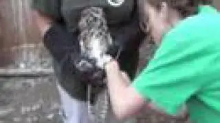 Great Horned Owl Release