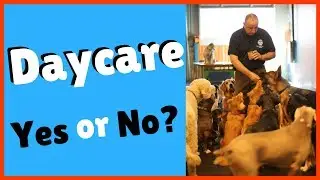 Are Dog Daycares Beneficial For Dogs?