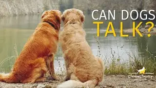 Dogs Communication: How To Connect With Your Dog