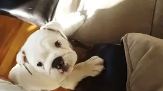 Puppies Trying to Get on Couch