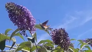 Sphinx colibri