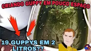 COMO CRIAR GUPPYS SEM MIST&Eacute;RIO