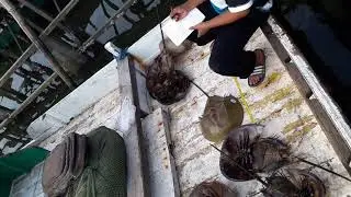Borneo Marine Life - Research of Horseshoe Crab #1