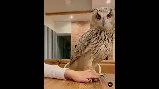 Baby Owl thinks it is a Cat #Shorts #fyp #foryou #animals #owls #owl #birbs #birb #bird #birds #cats