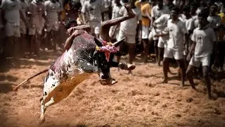 Hosur bull festival Live scenes from Durga village  #viral #jallikattu #trending