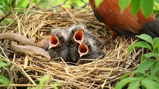 Snake Attacks Greater Coucal Nest &ndash; Helpless Chicks in Peril!