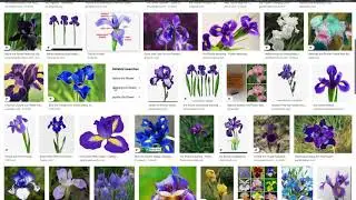 Data Frames in R