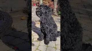 Barbet good family dog