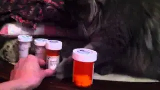 Cat likes to knock things down