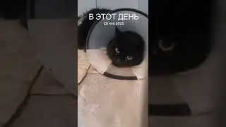 Хаджик, Торин и Помидо год назад #cat #котофейка #котик #видосыоткота #видосыоткота #кот