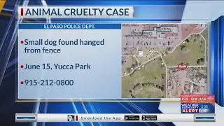 EPPD looking for suspect of animal abuse in Lower Valley