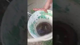 Dapat lele jumbo #shorts#shortsvideo#videoshorts#short#mancing#ikan#lele