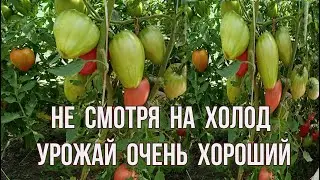 НЕ СМОТРЯ НА ХОЛОД, УРОЖАЙ СОБИРАЮ ВЕДРАМИ. ВКУСНЯТИНА ИЗ БАКЛАЖАНОВ.