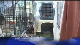Cat hoarding situation challenges Charleston Animal Society
