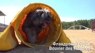 Лучше нет собаки, чем фландрский бувье. Пастушья служба.