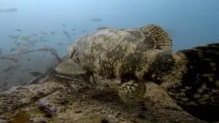 Saw a Goliath Grouper While Diving the Chippewa | Florida Wreck Dive