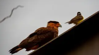 Carcará e Bem-te-vi: amigos... será? (Caracara Plancus e Pitangus sulphuratos)