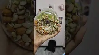 Sprouts maker☘️