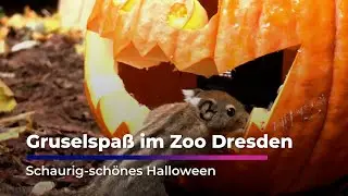 Halloween at Dresden Zoo | Saxony Television