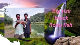 Black Rohu fish catching l unique fish hunting video l single Hook hunting