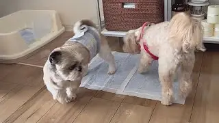 今日も平和なオシッコ大会。｜Another peaceful pee contest today.