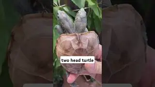 two-headed turtle #shorts #youtubeshorts #shortvideo #turtle #weird #animals