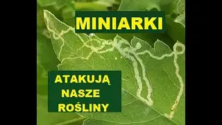 MINIARKI ATAKUJĄ....